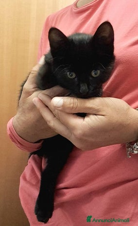 Europeo gatti - Annuncio 4