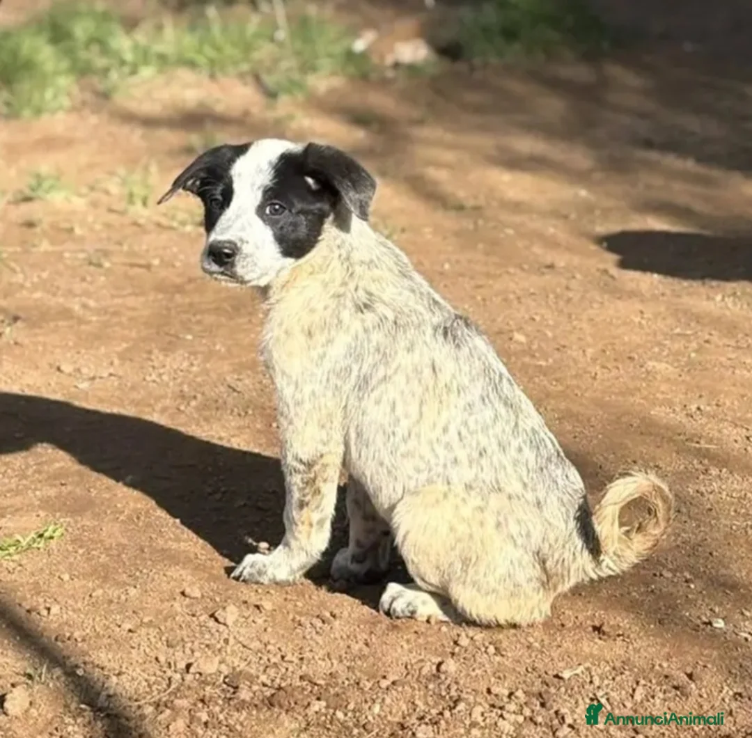 Meticcio cani in regalo: UNA MAMMA PER ZENO a Provincia di Varese - Annuncio 4