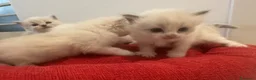 Ragdoll gatti in vendita: Tre cucciole di ragdoll, tre meraviglie! 🐾💙 - Annuncio 10