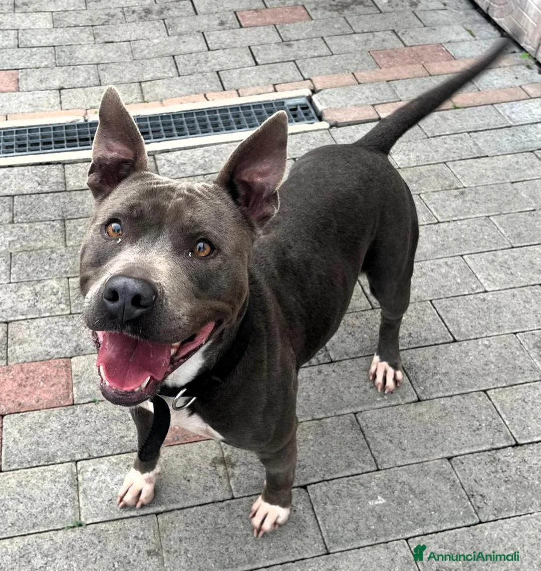 Meticcio cani in regalo: DAISY SIMPATICA PIT - Annuncio 2