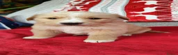 Meticcio cani in regalo: Denver cucciolo bellissimo cerca famiglia a Città Metropolitana di Bologna - Annuncio 6