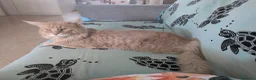 Maine Coon gatti per accoppiamento: Maine Coon per monta - Annuncio 3