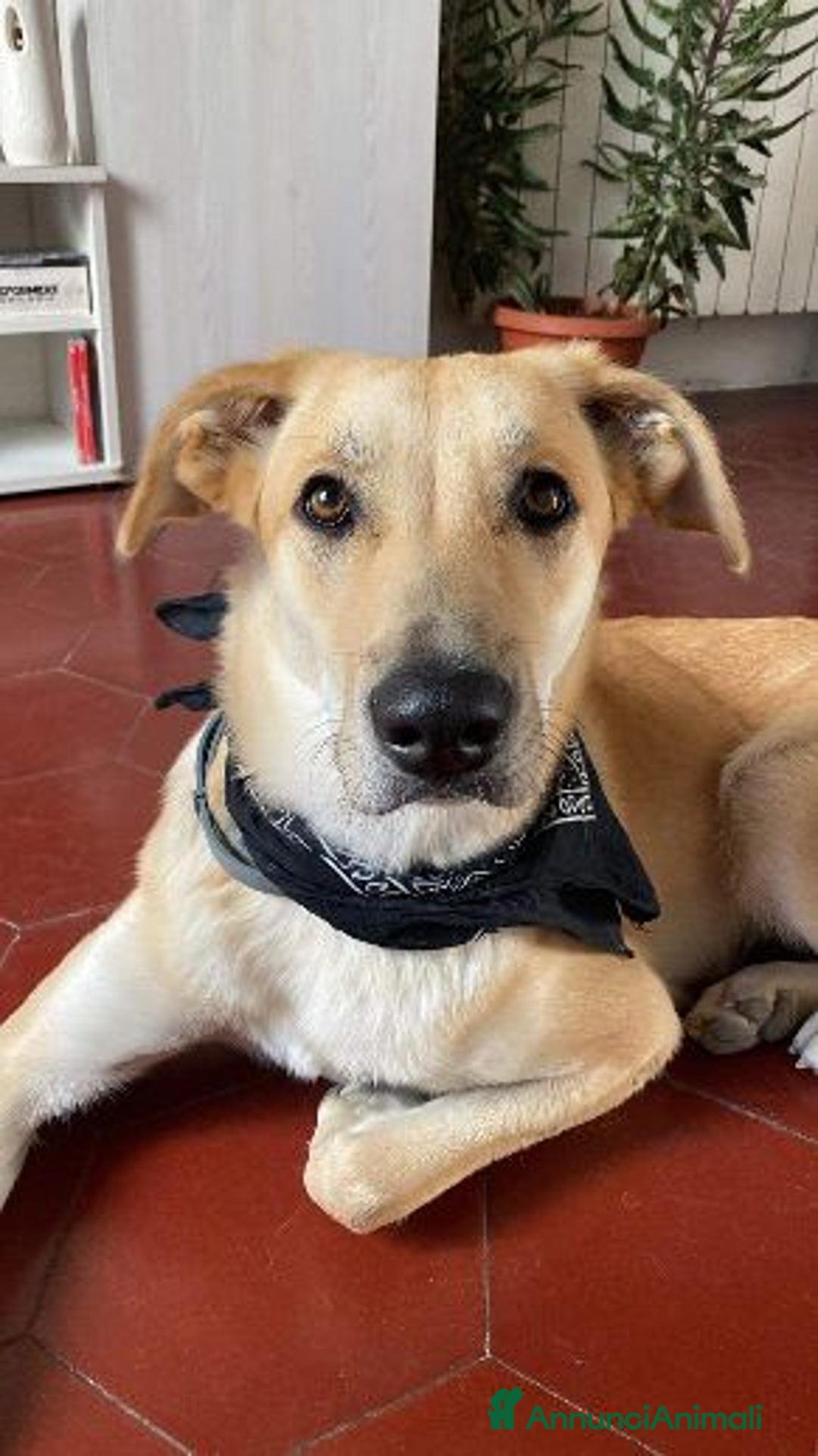 Meticcio cani in regalo: RAILY brava ed affettuosa - Annuncio 9