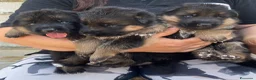 Pastore Tedesco cani in vendita: Cucciolata di pastore tedesco di alta qualità  - Annuncio 11