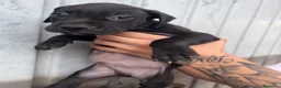 Pitbull cani in vendita: CUCCIOLI PITBULL  a Provincia di Pescara - Annuncio 5