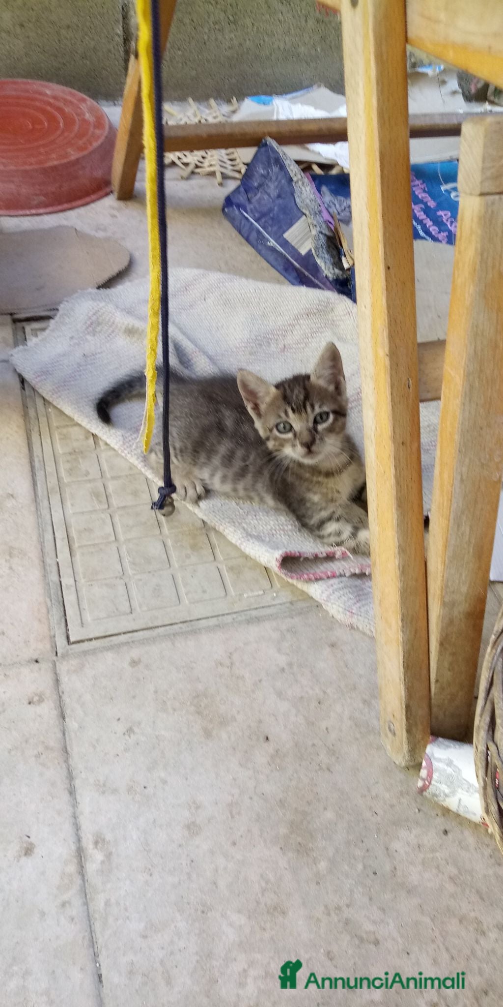 Europeo gatti Gattinii - Annuncio 22