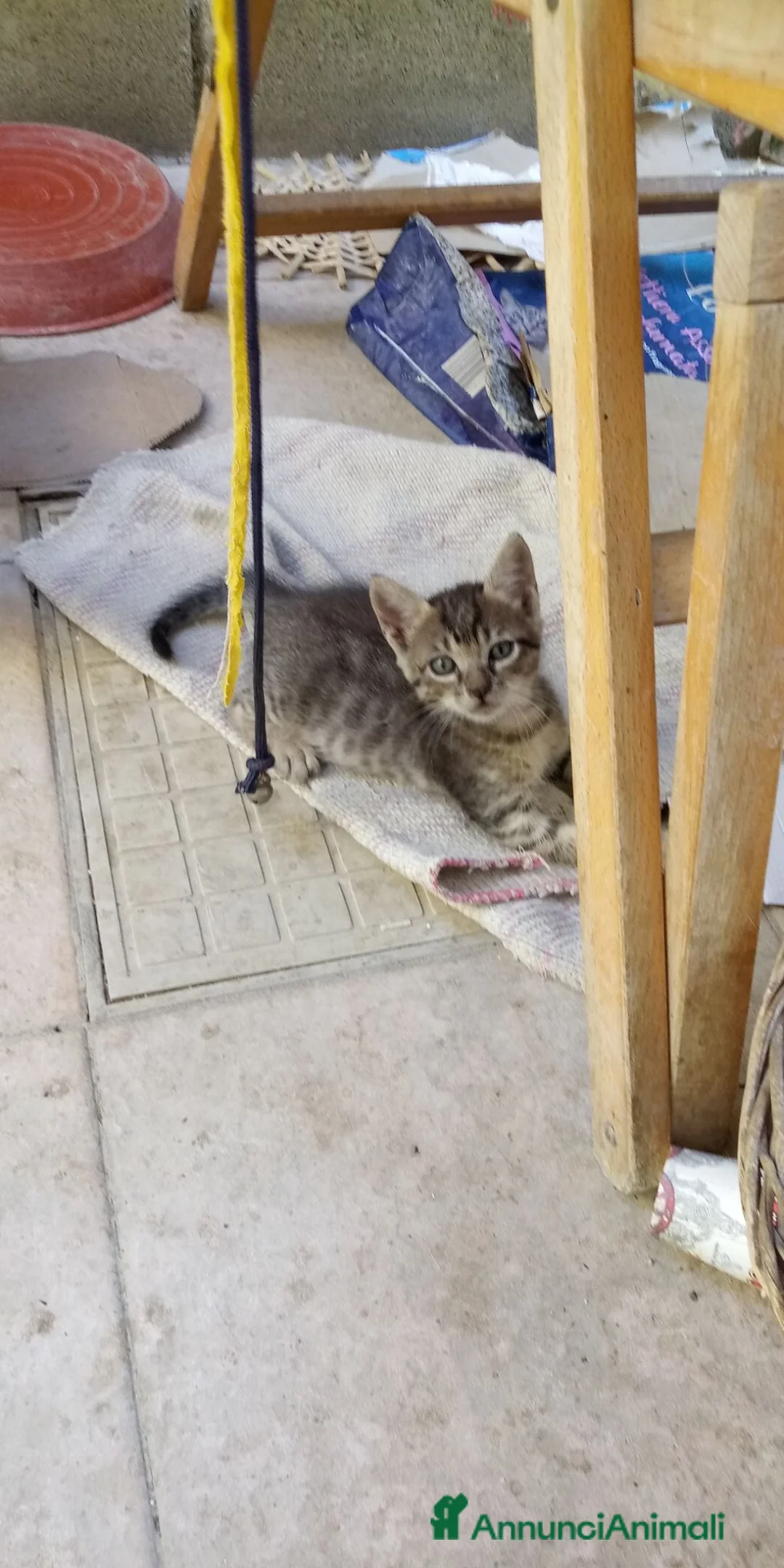 Europeo gatti in regalo: Gattinii - Annuncio 1