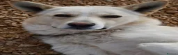 Meticcio cani in regalo: Cesare 1anno e 2abbandoni,presto in strada! PUGLIA - Annuncio 4