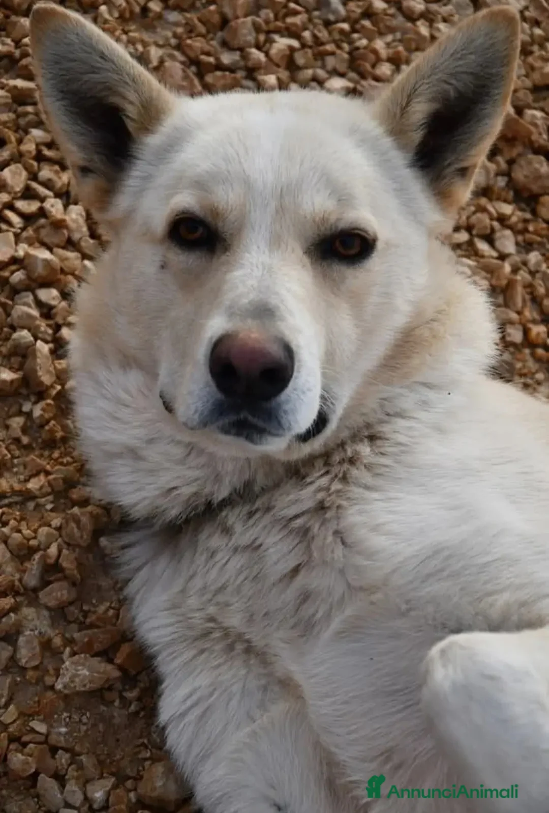 Meticcio cani in regalo: Cesare 1anno e 2abbandoni,presto in strada! PUGLIA - Annuncio 4