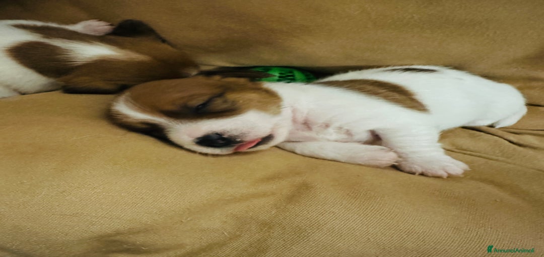 Immagine della galleria {{count}}