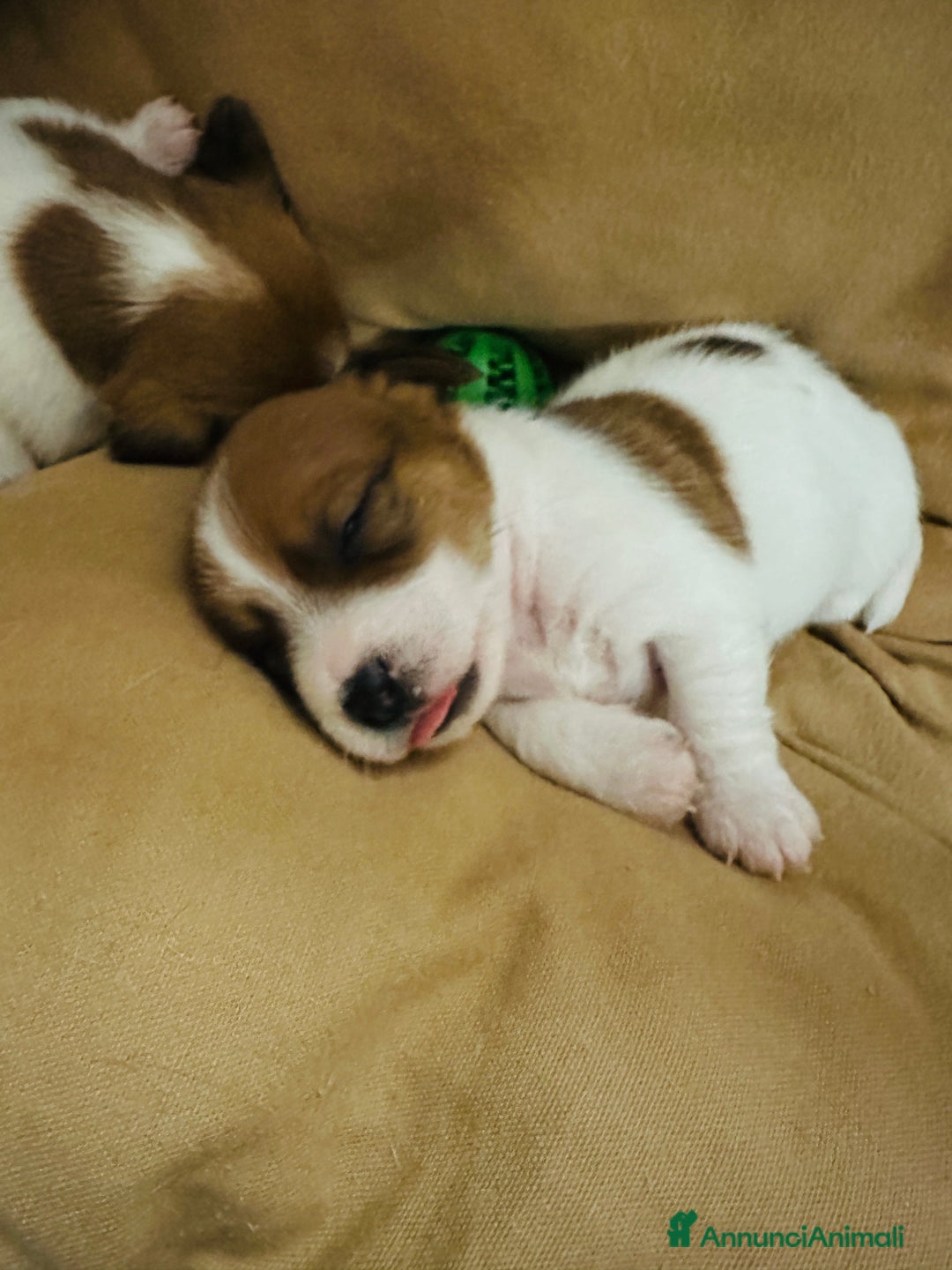 Immagine della galleria {{count}}