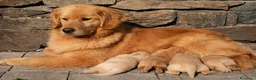 Golden Retriever cani in vendita: Golden retriever americani 100% pedigree ENCI - Annuncio 3