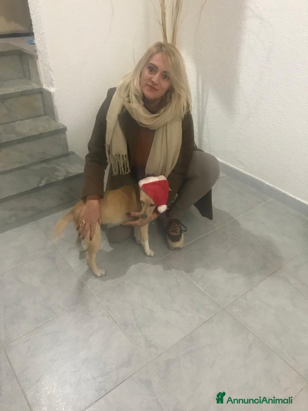 Meticcio cani in regalo: LEA cagnolina taglia piccola di 5 anni - Annuncio 8
