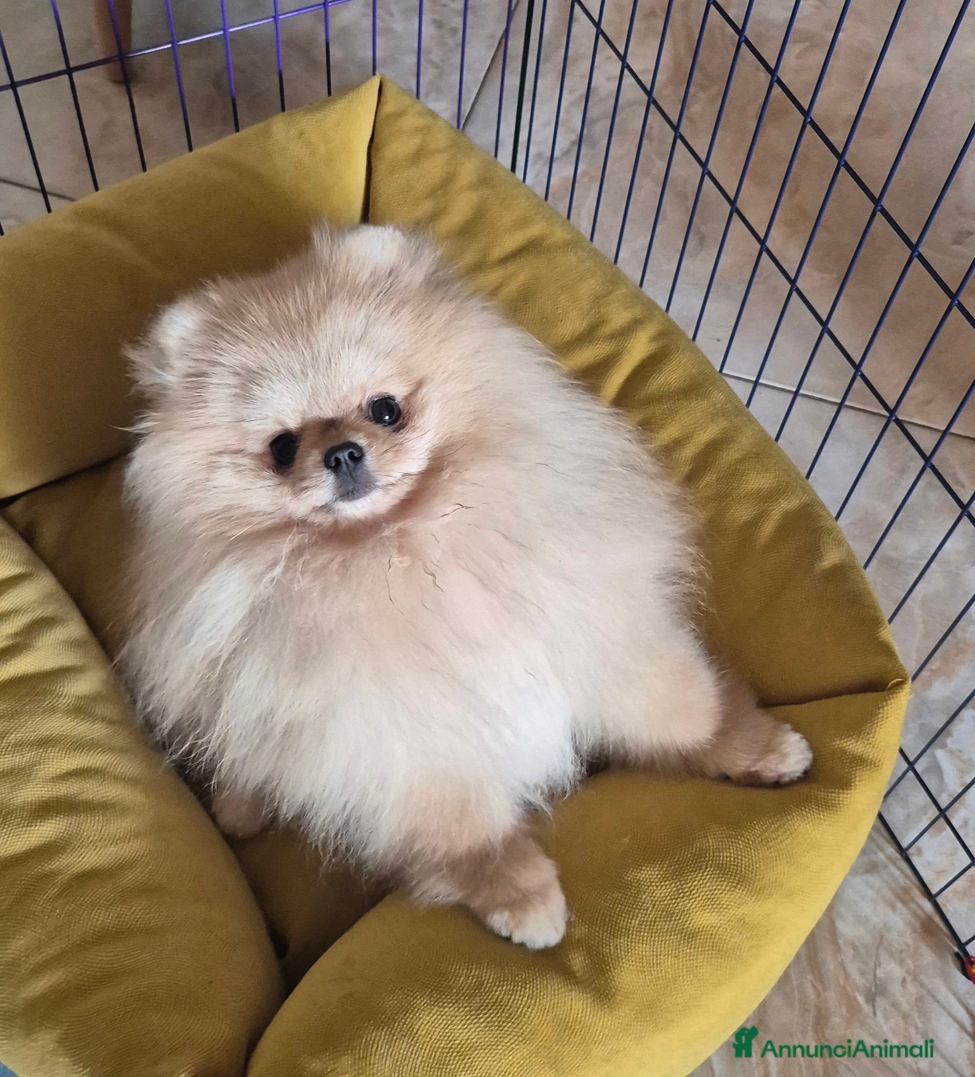 Spitz cani Spitz pomerania maschio per monta - Annuncio 2