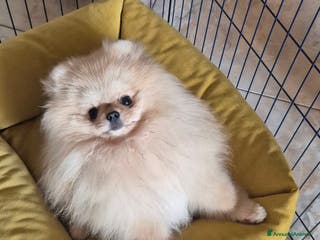 Spitz cani Spitz pomerania maschio per monta - Annuncio 2