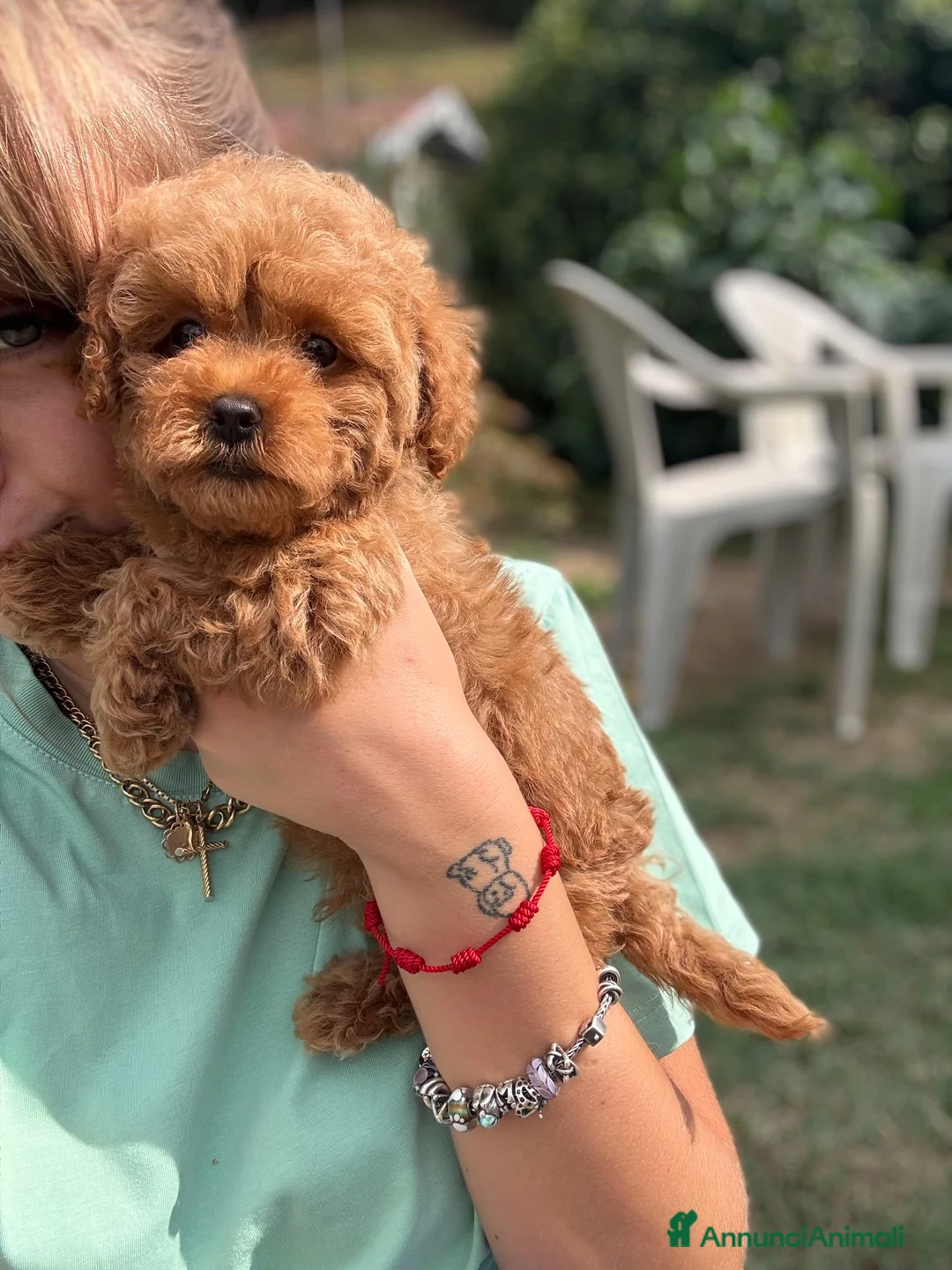 Barboncino Toy cani in vendita: Barboncino Toy con pedegree Enci  - Annuncio 6