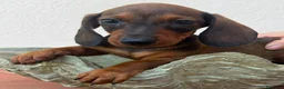 Bassotto cani in vendita: Bassotti  - Annuncio 3