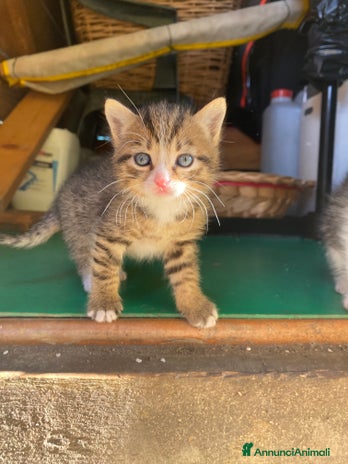 Europeo gatti - Annuncio 4