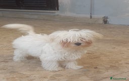 Maltese cani in vendita: cuccioli maltese mini toy - Immagine 1