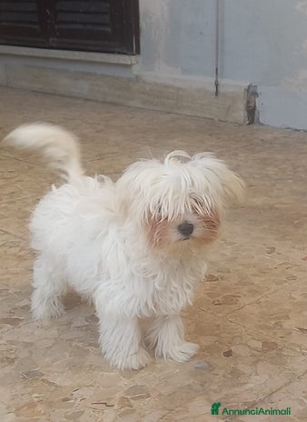 Maltese cani - Annuncio 12