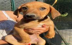 Meticcio cani in regalo: SOS SOS CUCCIOLOTTI a Provincia di Bergamo - Immagine 3
