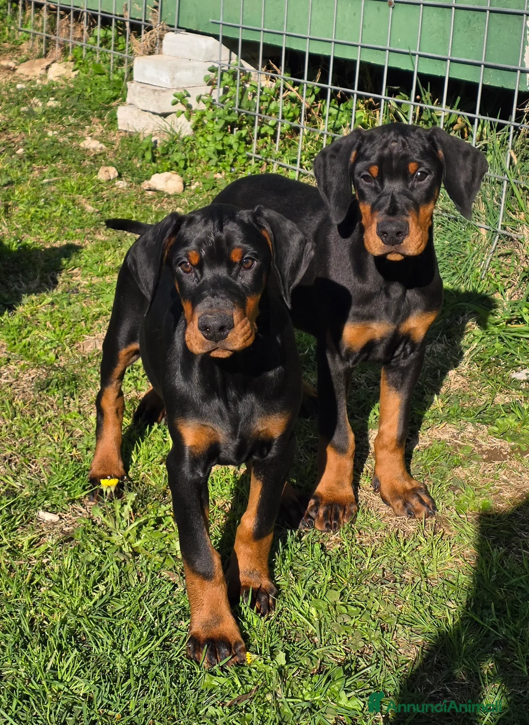 Dobermann cani in vendita: Dobermann Cuccioli maschi neri a Provincia di Benevento - Annuncio 2