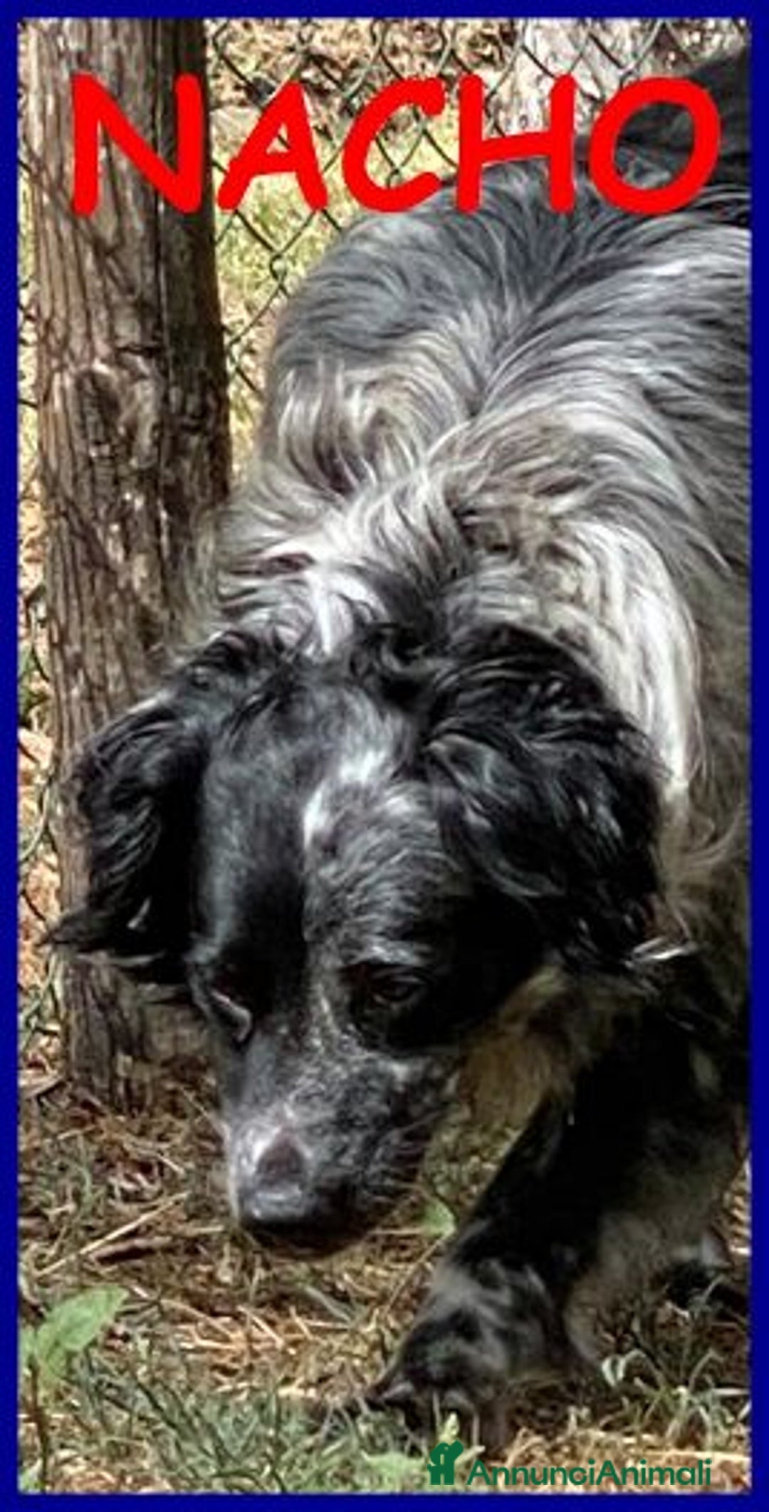 Meticcio cani in regalo: NACHO dolcissimo,agile e vivace - Annuncio 4