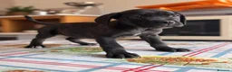 Cane Corso cani in vendita: Cucciola corso femmina a Città Metropolitana di Torino - Annuncio 3