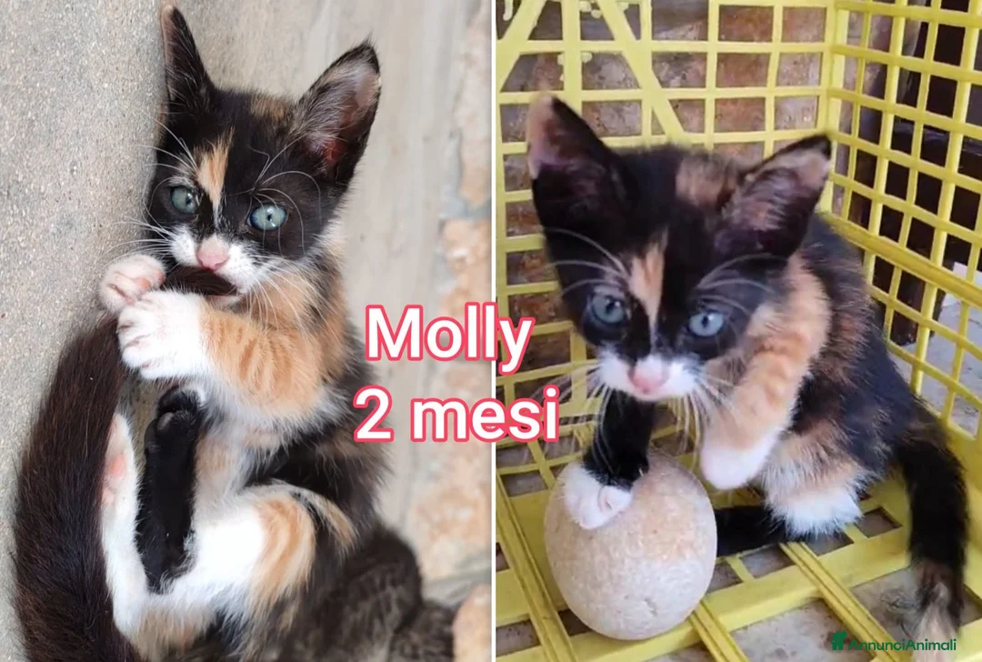 Europeo gatti in regalo: TANTI MICINI SOLI! a Provincia di Vicenza - Annuncio 1