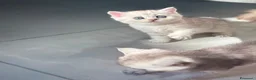 Scottish gatti in vendita: Bellissimi cuccioli di scottish straight/fold - Annuncio 9