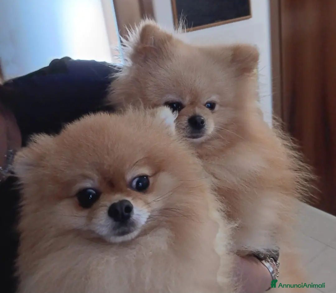 Volpino Pomerania cani in vendita: Volpino di Pomerania con pedigree ENCI  a Provincia di Treviso - Annuncio 6