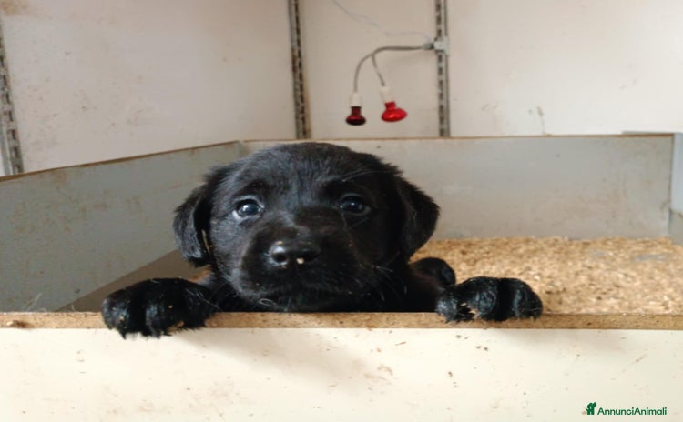 Labrador cani a Città metropolitana di Roma Capitale - Annuncio 3