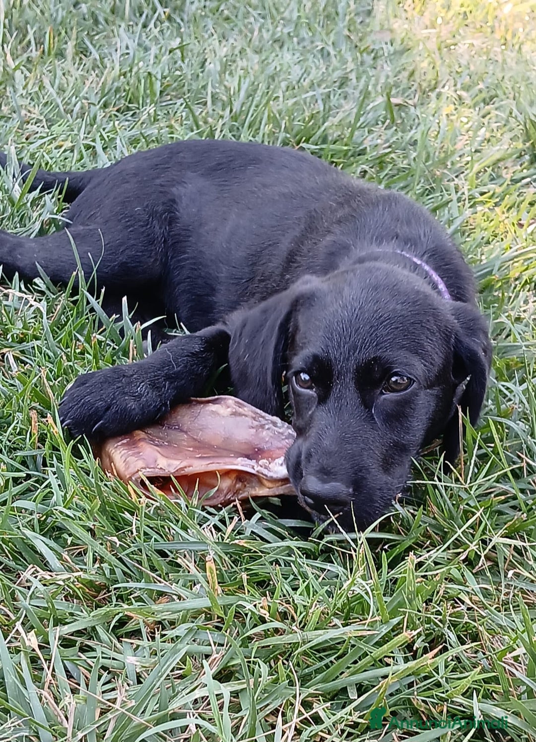 Meticcio cani in regalo: SIBILLA ASPETTA UNA MAMMA  a Provincia di Varese - Immagine 2