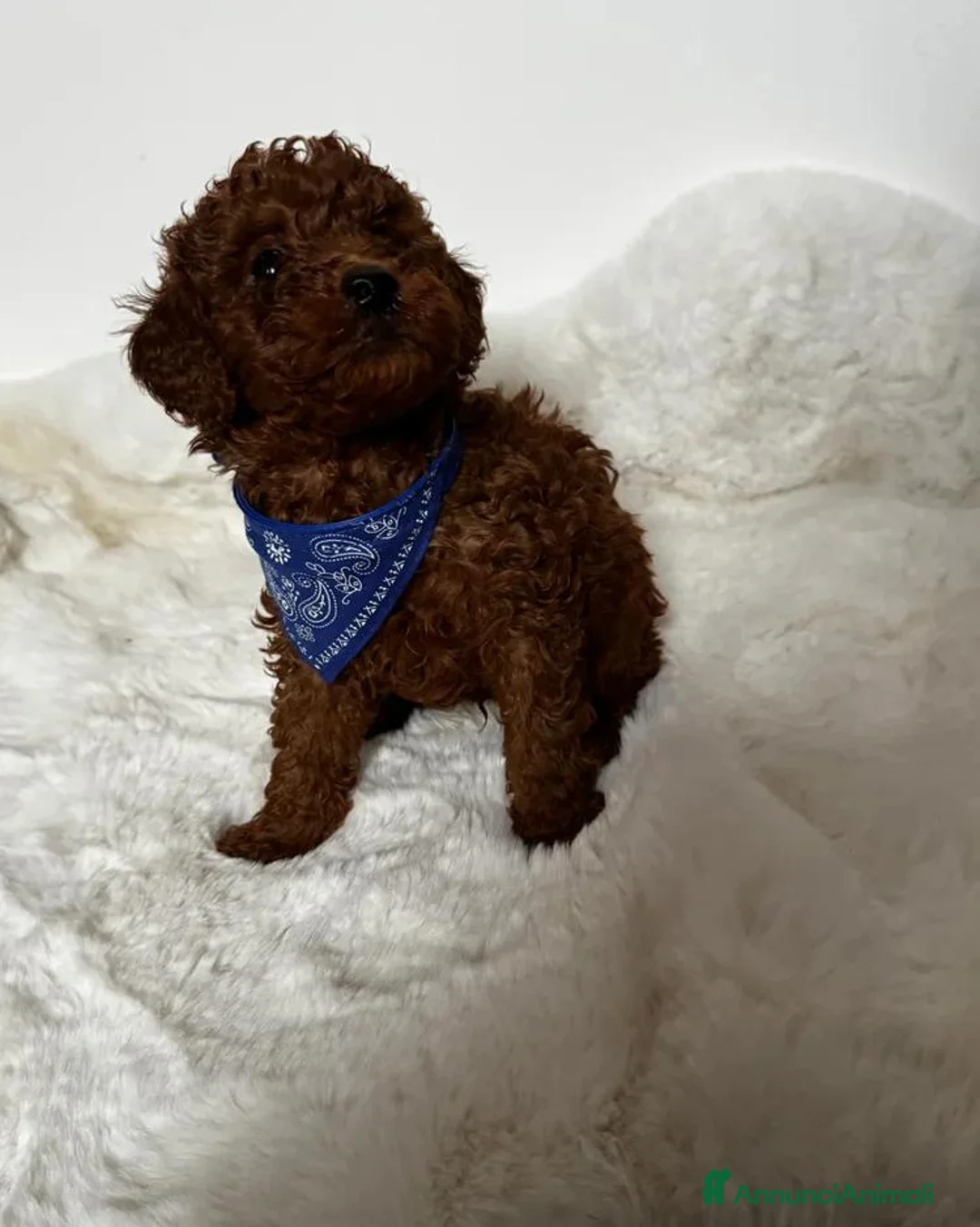 Barboncino Toy cani in vendita: Barboncini Toy Rossi - Annuncio 7