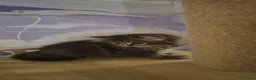 Scottish gatti in vendita: Scottish  - Annuncio 6