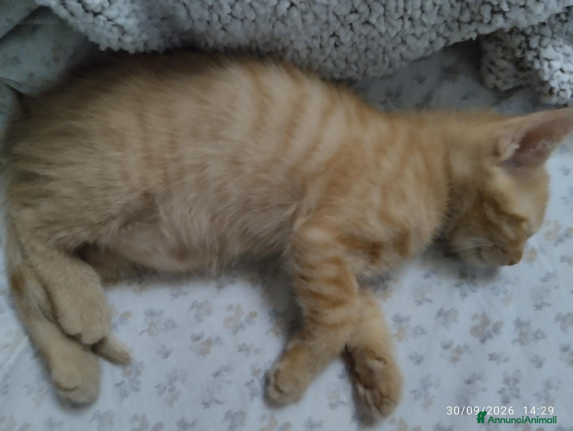 Europeo gatti Gattini 2 mesi - Annuncio 30