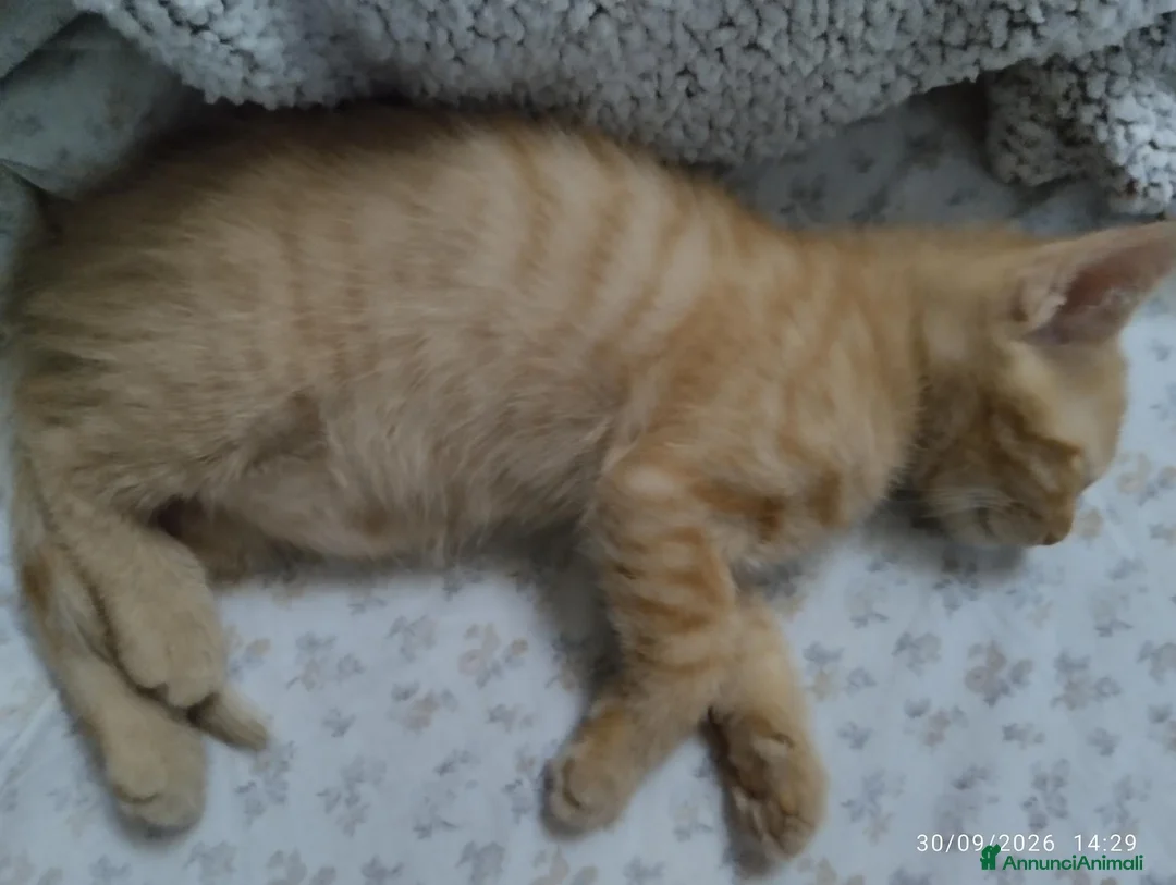 Europeo gatti in regalo: Gattini 2 mesi a Città Metropolitana di Bologna - Annuncio 1