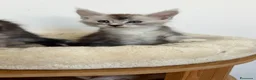 Maine Coon gatti in vendita: Cuccioli Silver shaded - Annuncio 7