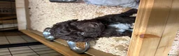 Lagotto cani in vendita: Cuccioli di Lagotto romagnolo - Annuncio 4