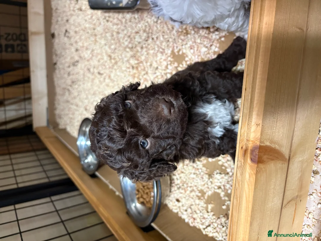 Lagotto cani in vendita: Cuccioli di Lagotto romagnolo - Annuncio 4