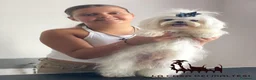Maltese cani in vendita: Cuccioli di Maltese con Pedigree ENCI  - Annuncio 13
