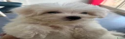 Maltese cani in vendita: Maltese - Annuncio 2