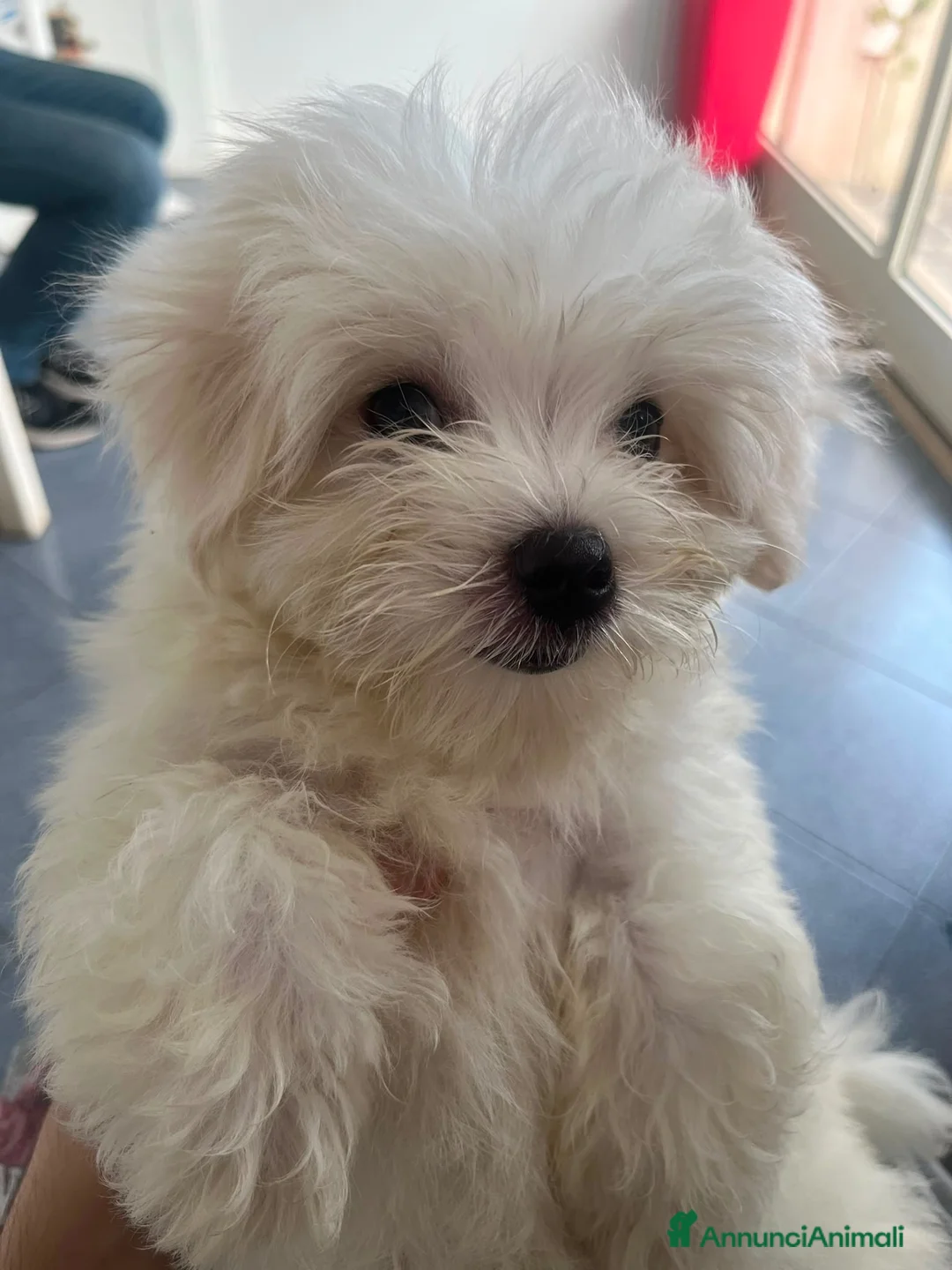 Maltese cani in vendita: Maltese - Annuncio 2