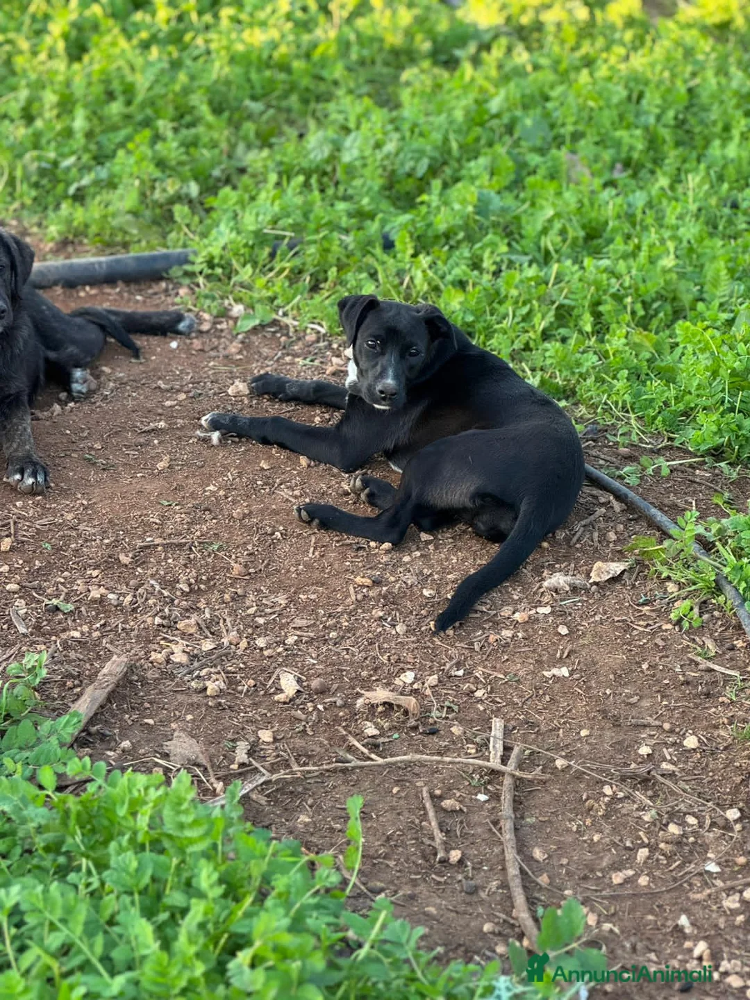 Altre razze cani in regalo: lady  - Annuncio 4