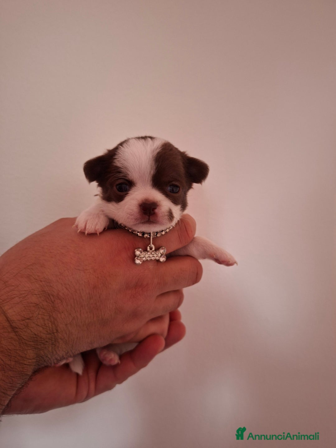 Chihuahua cani in vendita: Chihuahua  - Annuncio 6