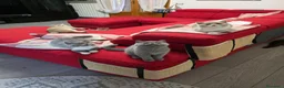 British gatti in vendita: Cucciole di British Shorthair  - Annuncio 7