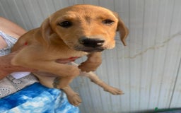 Meticcio cani in regalo: LA BELLISSIMA NEVADA a Provincia di Pavia - Immagine 6