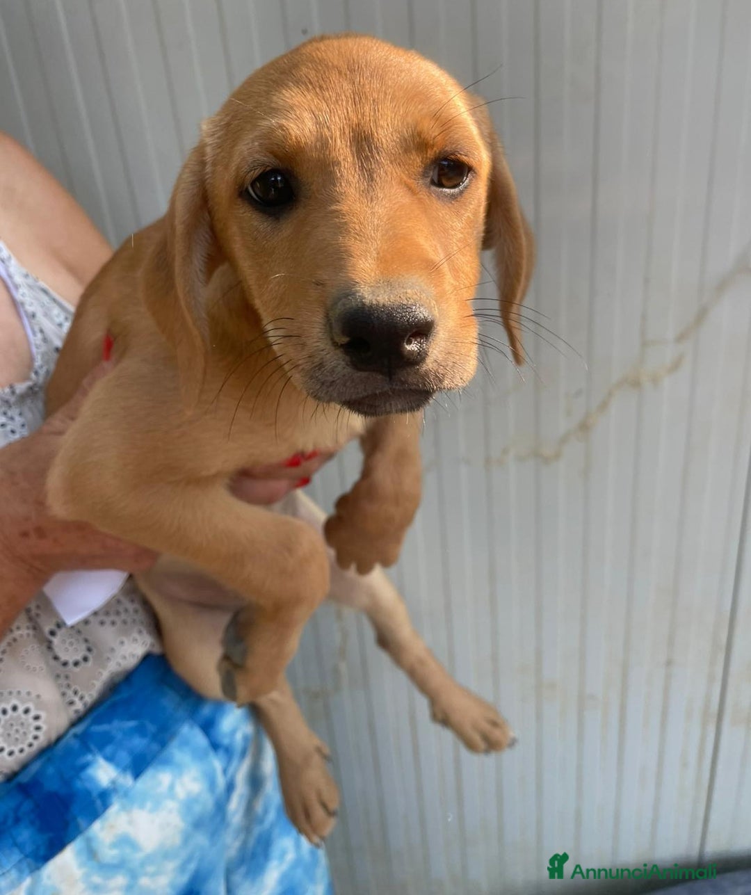 Meticcio cani in regalo: LA BELLISSIMA NEVADA a Provincia di Pavia - Immagine 6