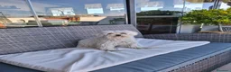 Maltese cani per accoppiamento: Maltese per accoppiamento  a Città metropolitana di Roma Capitale - Annuncio 3