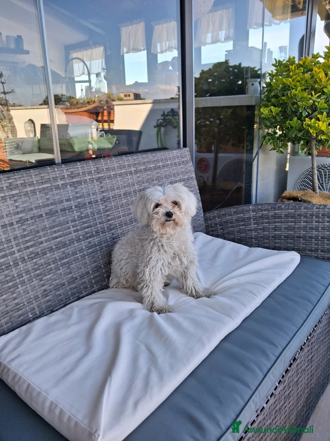 Maltese cani per accoppiamento: Maltese per accoppiamento  a Città metropolitana di Roma Capitale - Annuncio 3